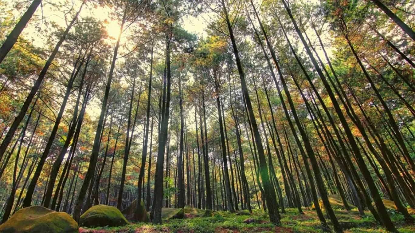 Hutan Pinus Mangunan